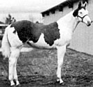 Barlink UltraLite, a Splash White mare